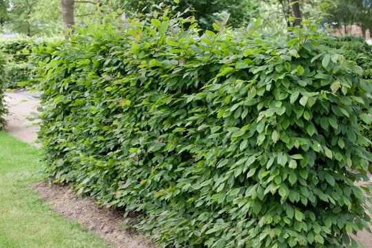 Carpinus betulus, 125-150 cm (Goliat) – bild 1