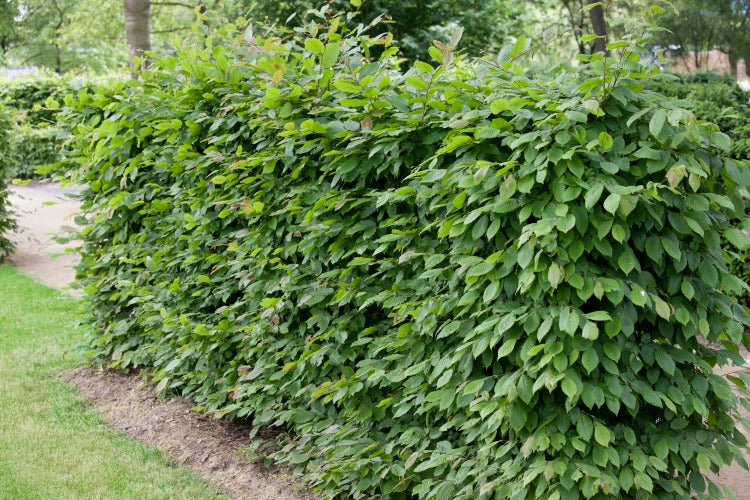 Carpinus betulus, 125-150 cm (Goliat) – bild 1