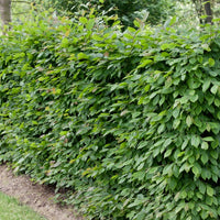 Carpinus betulus, 125-150 cm (Goliat) – bild 1