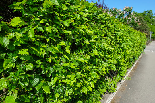 Carpinus betulus, 125-150 cm (Goliat) – bild 2
