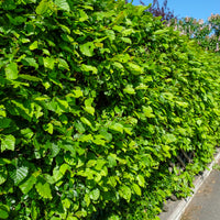 Carpinus betulus, 125-150 cm (Goliat) – bild 2