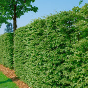 Fagus sylvatica, 125-150 cm (Goliat) – bild 1