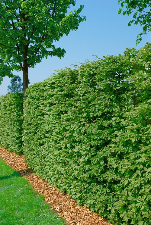 Fagus sylvatica, 125-150 cm (Goliat) – bild 1