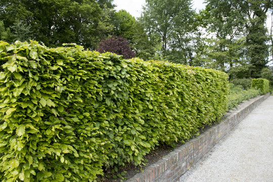 Fagus sylvatica, 125-150 cm (Goliat) – bild 2