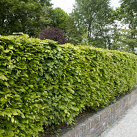 Fagus sylvatica, 125-150 cm (Goliat) – bild 2