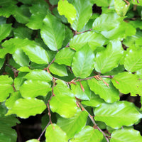 Fagus sylvatica, 125-150 cm (Goliat) – bild 3