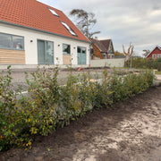 Fagus sylvatica, 125-150 cm (Goliat) – bild 4