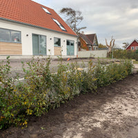 Fagus sylvatica, 125-150 cm (Goliat) – bild 4