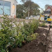 Fagus sylvatica, 125-150 cm (Goliat) – bild 5