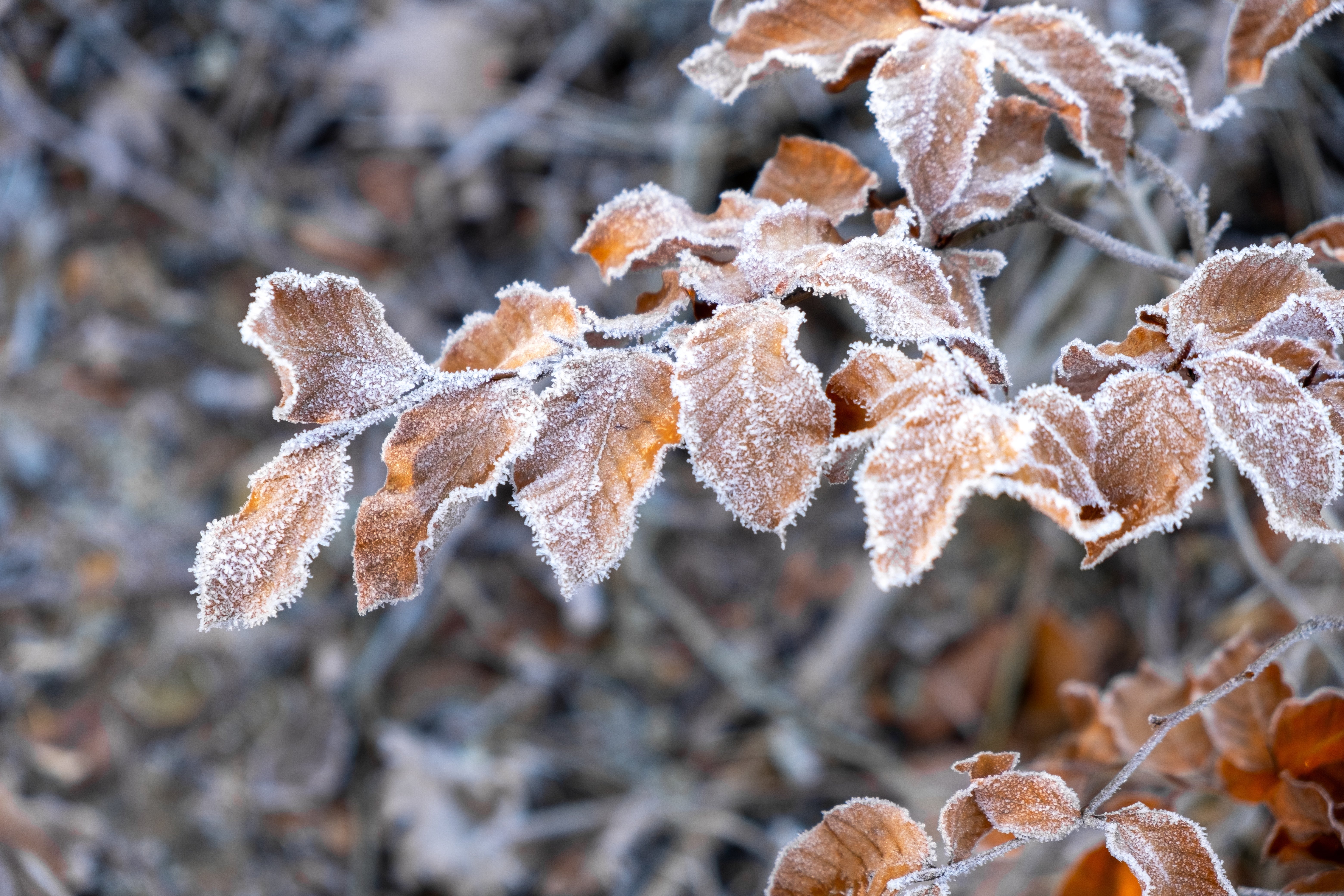 Fagus sylvatica, 125-150 cm (Goliat) – bild 1