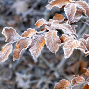 Fagus sylvatica, 125-150 cm (Goliat) – bild 6