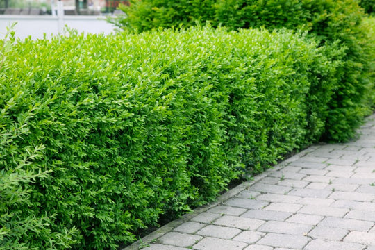 Ligustrum vulg. var. Ital. 'Liga', 80-120 cm (Goliat) – bild 1