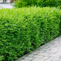 Ligustrum vulg. var. Ital. 'Liga', 80-120 cm (Goliat) – bild 1