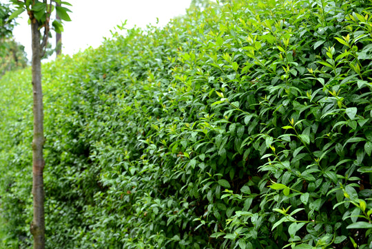 Ligustrum vulg. var. Ital. 'Liga', 80-120 cm (Goliat) – bild 2