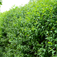 Ligustrum vulg. var. Ital. 'Liga', 80-120 cm (Goliat) – bild 2