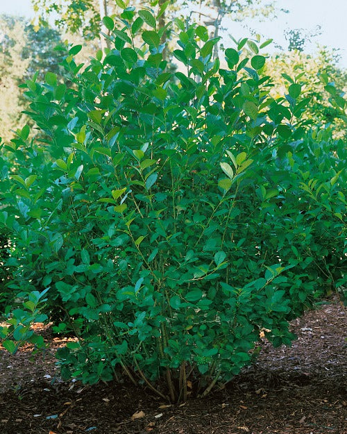 Aronia x prunifolia 'Elata', 60-100 cm (Goliat) – bild 1
