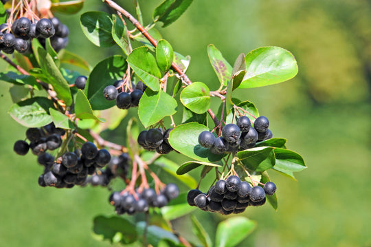 Aronia x prunifolia 'Elata', 60-100 cm (Goliat) – bild 2