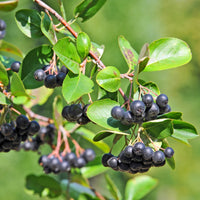 Aronia x prunifolia 'Elata', 60-100 cm (Goliat) – bild 2