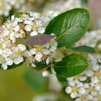 Aronia x prunifolia 'Elata', 60-100 cm (Goliat) – bild 3