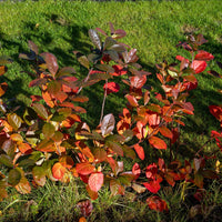 Aronia x prunifolia 'Elata', 60-100 cm (Goliat) – bild 5