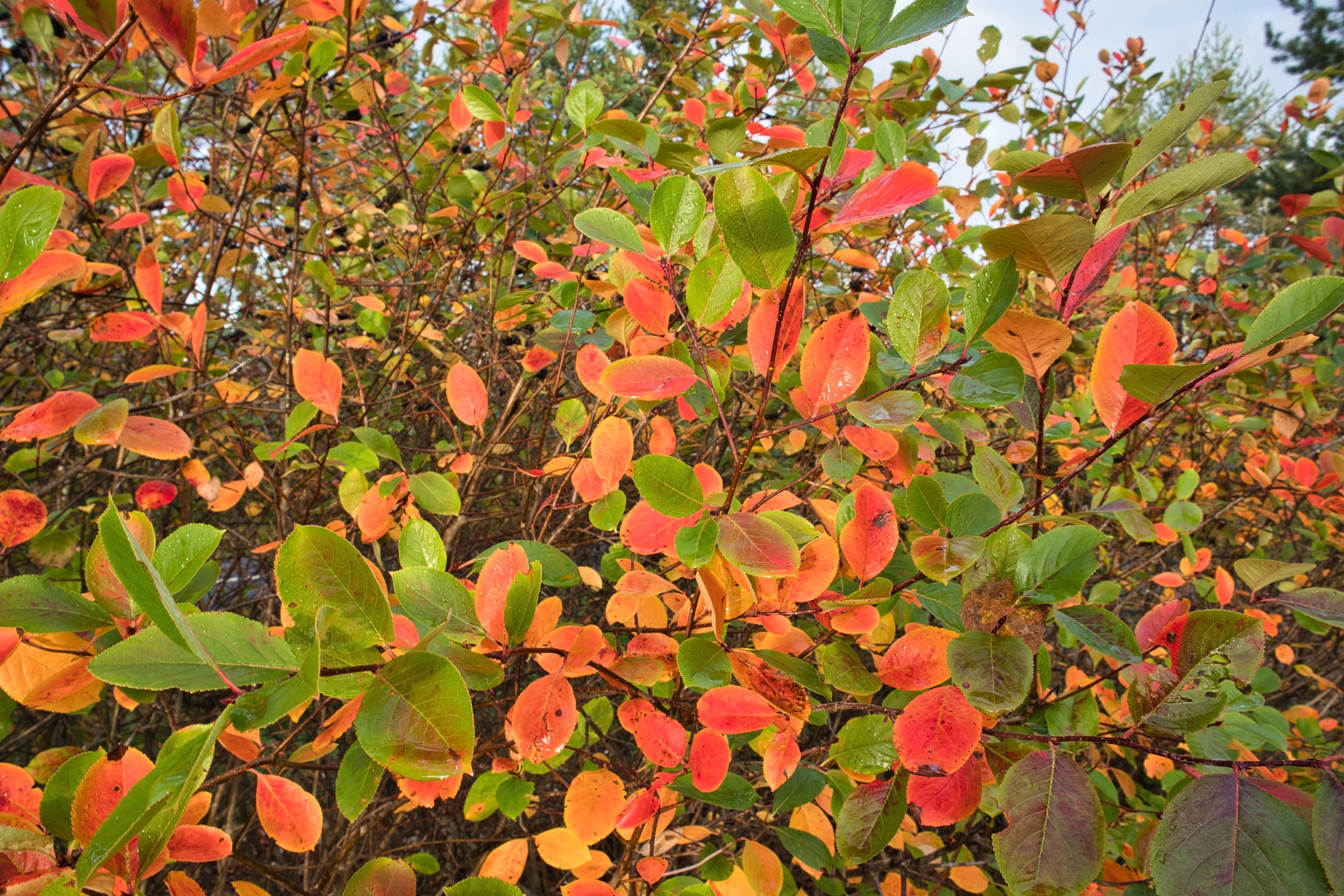 Aronia x prunifolia 'Elata', 60-100 cm (Goliat) – bild 1
