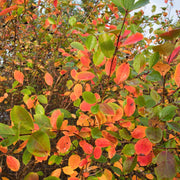 Aronia x prunifolia 'Elata', 60-100 cm (Goliat) – bild 6