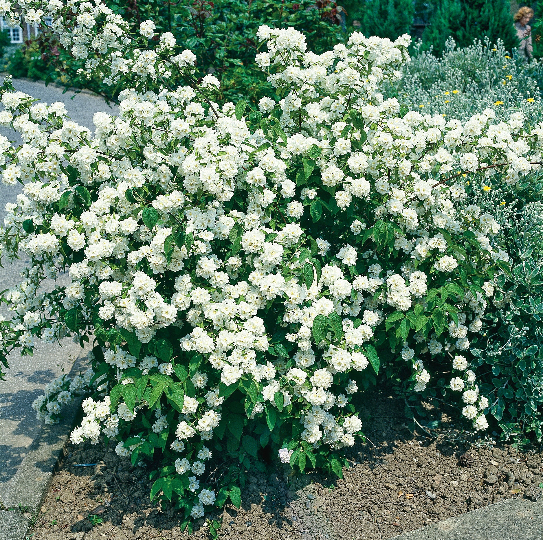 Philadelphus coronarius, 80-100 cm (Goliat) – bild 1