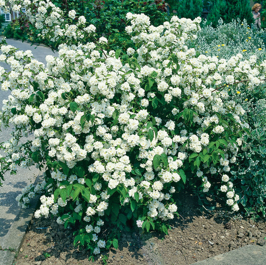 Philadelphus coronarius, 80-100 cm (Goliat) – bild 1