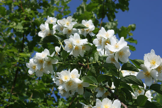 Philadelphus coronarius, 80-100 cm (Goliat) – bild 2