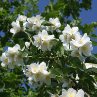 Philadelphus coronarius, 80-100 cm (Goliat) – bild 2