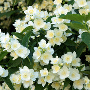 Philadelphus coronarius, 80-100 cm (Goliat) – bild 4