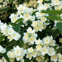 Philadelphus coronarius, 80-100 cm (Goliat) – bild 4