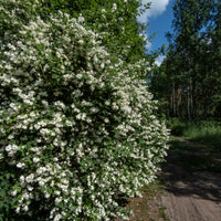 Philadelphus coronarius, 80-100 cm (Goliat) – bild 5