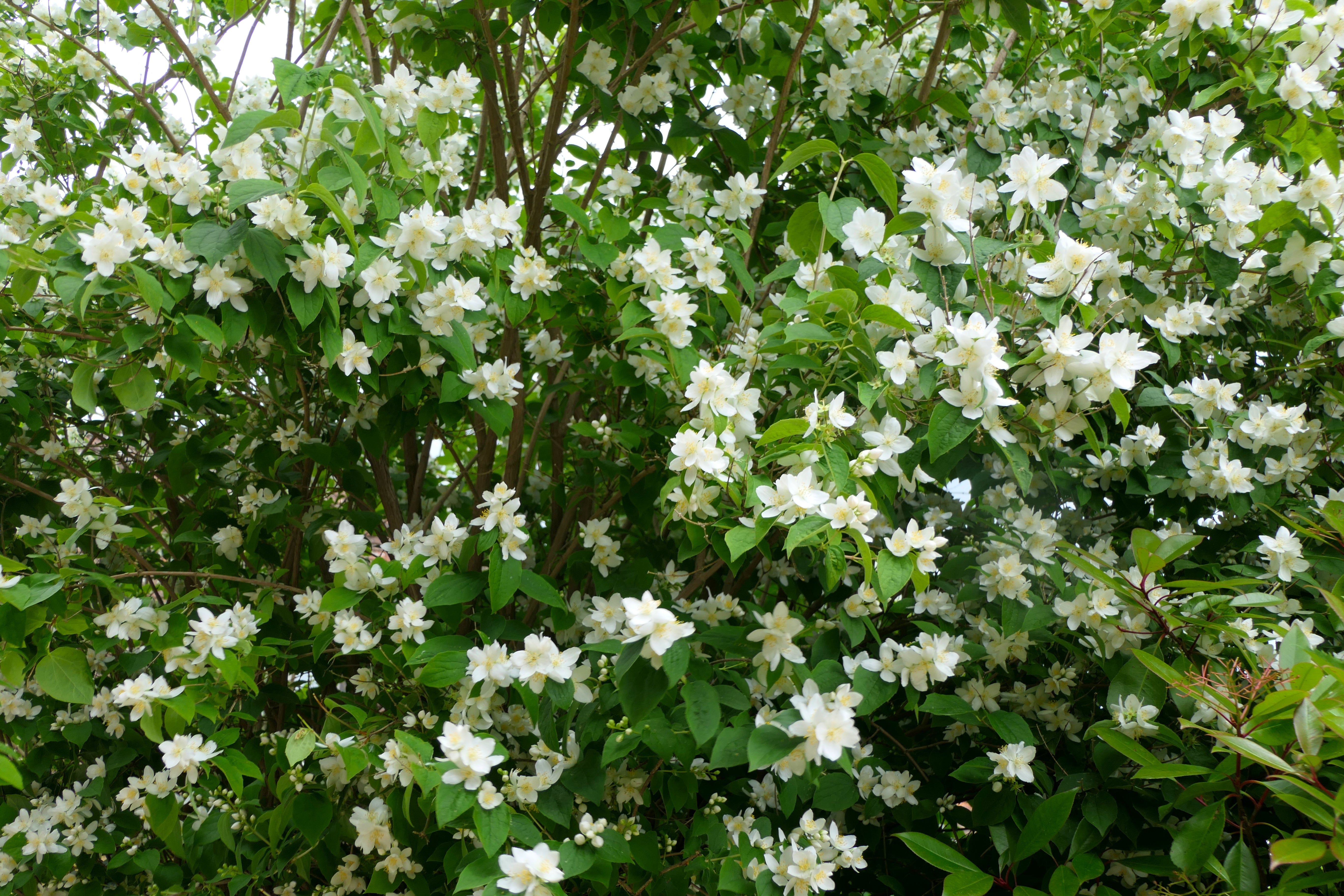 Philadelphus coronarius, 80-100 cm (Goliat) – bild 1