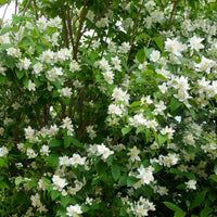 Philadelphus coronarius, 80-100 cm (Goliat) – bild 6
