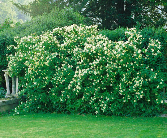 Philadelphus 'Mont Blanc', 80-100 cm (Goliat) – bild 1