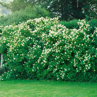 Philadelphus 'Mont Blanc', 80-100 cm (Goliat) – bild 1