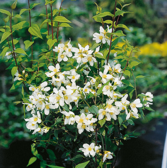 Philadelphus 'Mont Blanc', 80-100 cm (Goliat) – bild 2