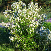 Philadelphus 'Mont Blanc', 80-100 cm (Goliat) – bild 3