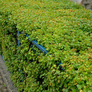 Ribes alpinum 'Schmidt', 50-70 cm, 4-5 gr (Goliat) – bild 1