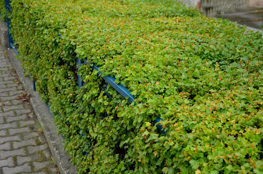 Ribes alpinum 'Schmidt', 50-70 cm, 4-5 gr (Goliat) – bild 1