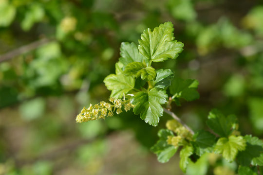Ribes alpinum 'Schmidt', 50-70 cm, 4-5 gr (Goliat) – bild 2