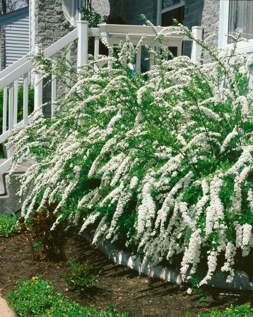 Spiraea x cinerea 'Grefsheim', 60-100 cm (Goliat) – bild 1