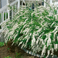 Spiraea x cinerea 'Grefsheim', 60-100 cm (Goliat) – bild 1