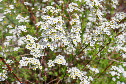 Spiraea x cinerea 'Grefsheim', 60-100 cm (Goliat) – bild 4