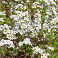 Spiraea x cinerea 'Grefsheim', 60-100 cm (Goliat) – bild 4