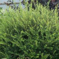 Spiraea x cinerea 'Grefsheim', 60-100 cm (Goliat) – bild 5