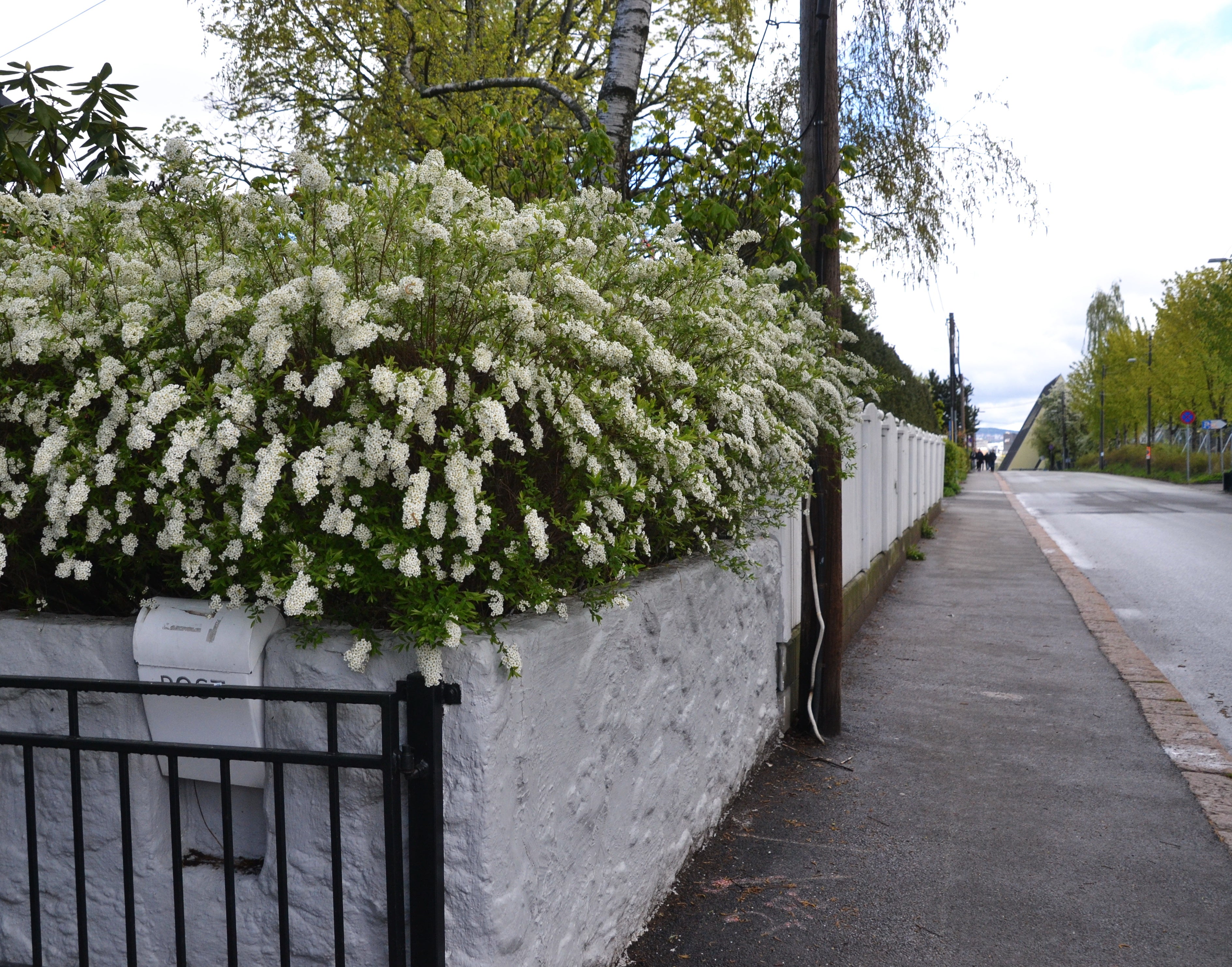 Spiraea x cinerea 'Grefsheim', 60-100 cm (Goliat) – bild 1