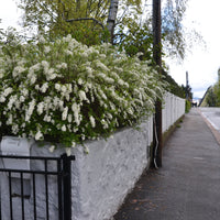 Spiraea x cinerea 'Grefsheim', 60-100 cm (Goliat) – bild 6