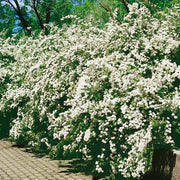 Spiraea x vanhouttei, 80-100 cm (Goliat) – bild 1